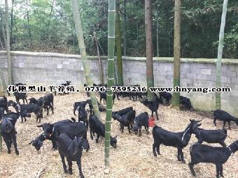 破圈了?杨丽萍云南接待天天兄弟主持团 与王一博同台亲自指导“熊猫体育公司”(图2) 熊猫体育首页