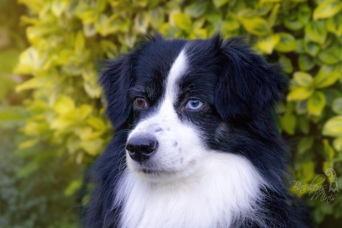 大冰小将雷佳音易烊千玺学滑冰,“魔鬼”步伐超搞笑!‘熊猫体育’(图1) 熊猫体育首页