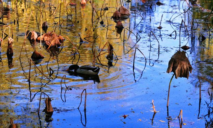 美国再次大肆渲染中国威胁论但欧洲很现实【熊猫体育公司】(图2) 熊猫体育首页