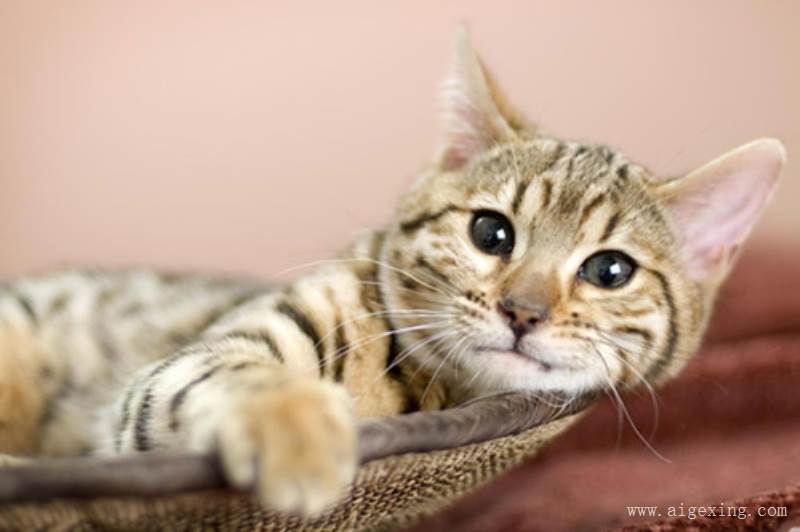 熊猫体育|日媒:中国海警船编队30日在钓鱼岛附近海域巡航(图2) 熊猫体育首页