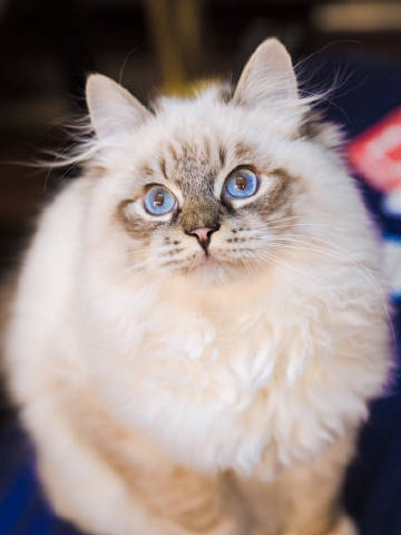 《上新了故宫》每周什么时候更新?在哪个台播出?【熊猫体育】(图2) 熊猫体育首页