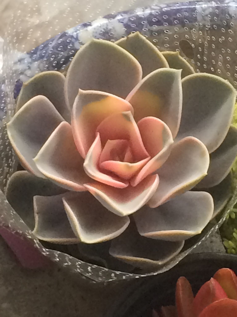 “熊猫体育公司”不正经的魔术讲师与禁忌教典希丝缇娜结局是什么?(图3) 熊猫体育首页