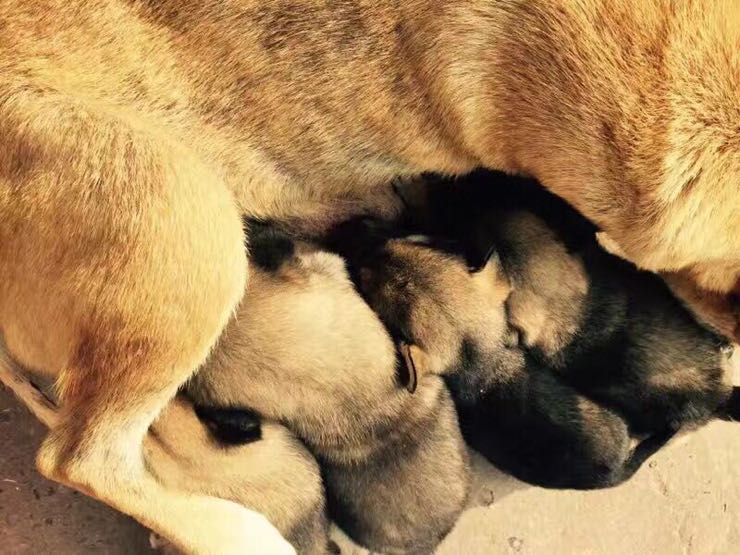 “熊猫体育首页”嫦娥四号顺利自主唤醒 拍回了这张照片(图)(图3) 熊猫体育首页